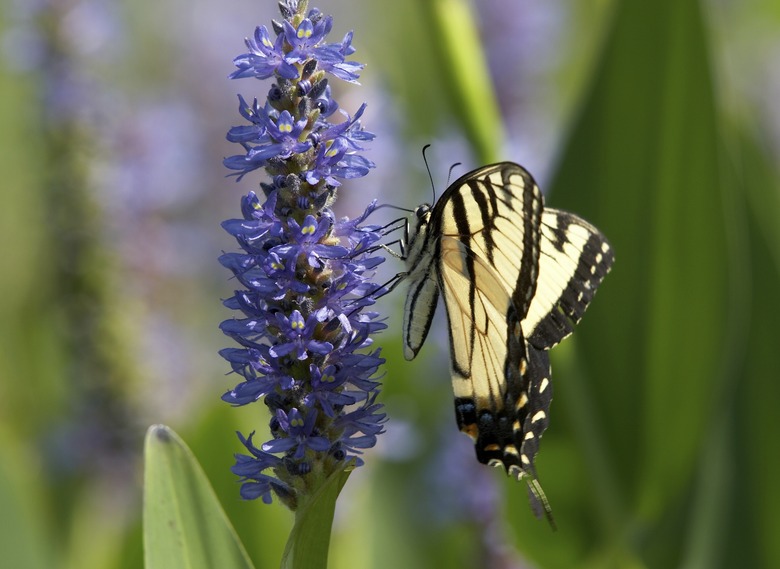 Swallowtail