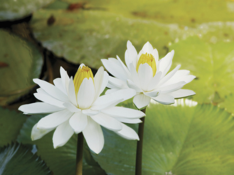 Close-up of two Nymphaea, white water lilies