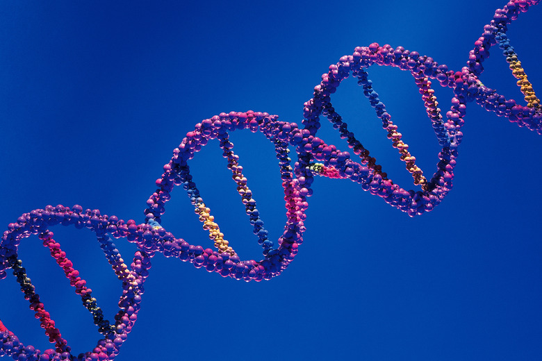 Model of DNA double helix