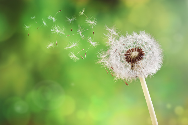 Dandelion clock dispersing seed