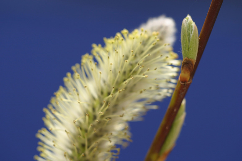 Close-up of catkin