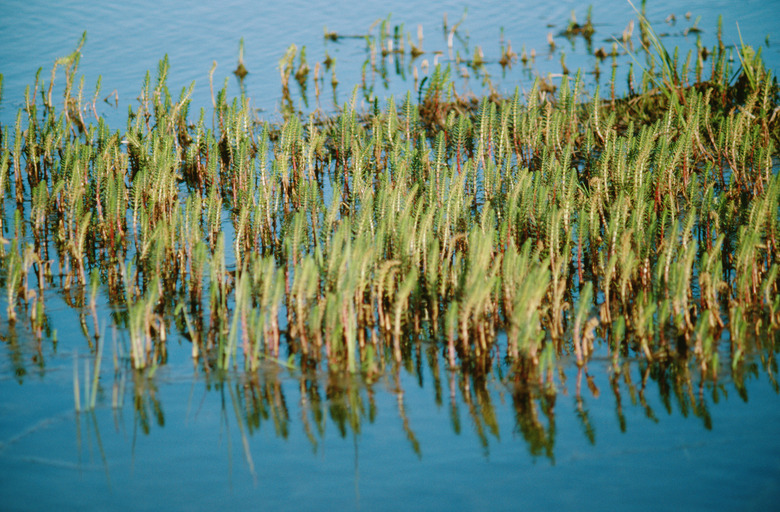 Cattails in water in Canada