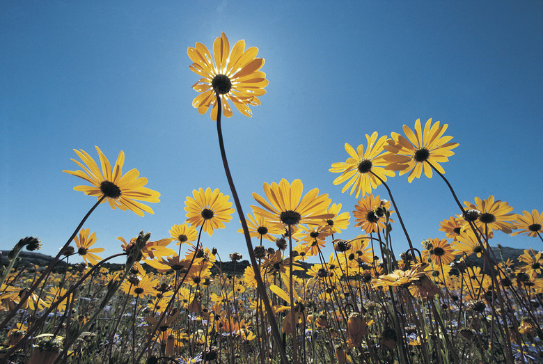 Wild flowers, Southern Namib Desert, South Africa