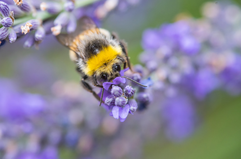 Bumblebee on lavender blossom