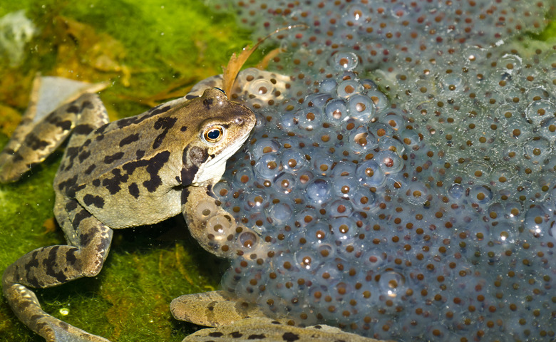 Frogs and Frogspawn