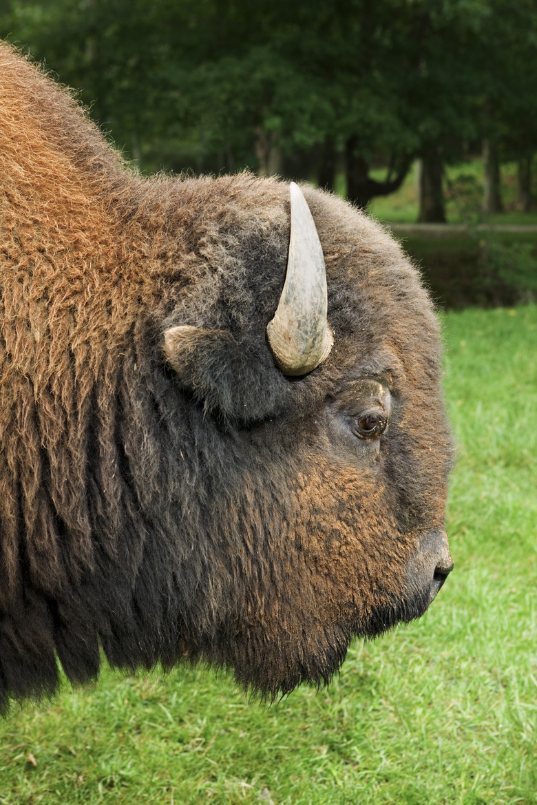 Bison