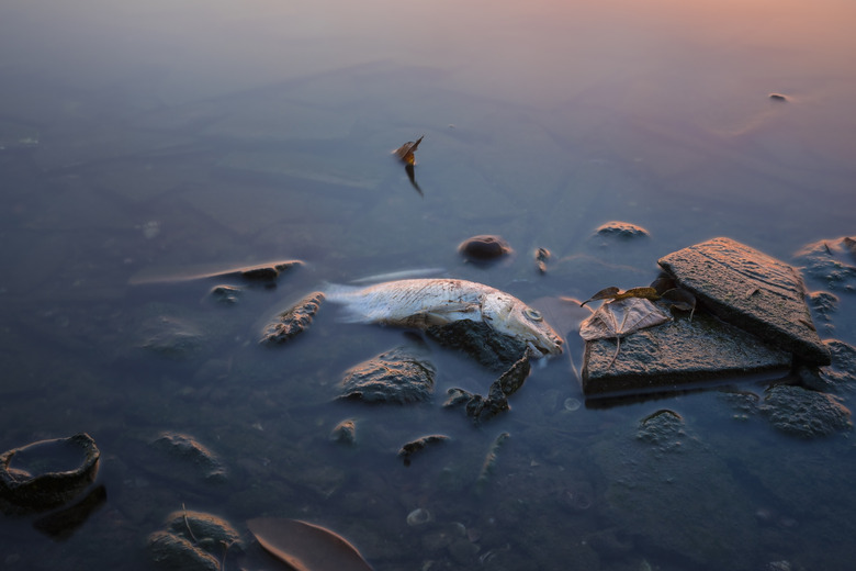 Long exposure of dead fish on lake in Asia