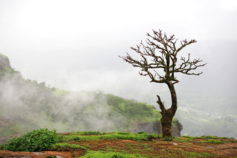 Scenic view of nature