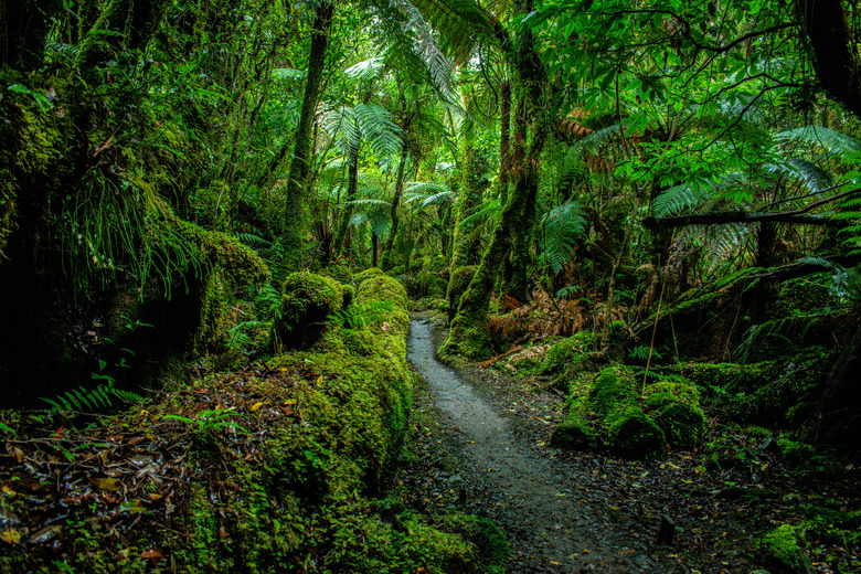 Trail Amidst Trees In Forest