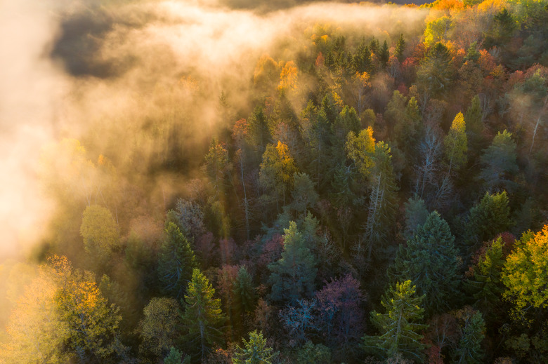 Sunrise and morning mist in the forest