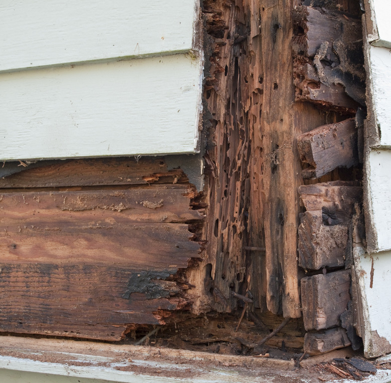 Termite and Rot Damage