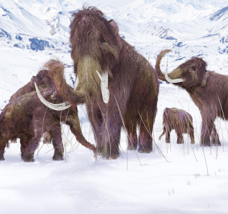 Woolly Mammoth Family