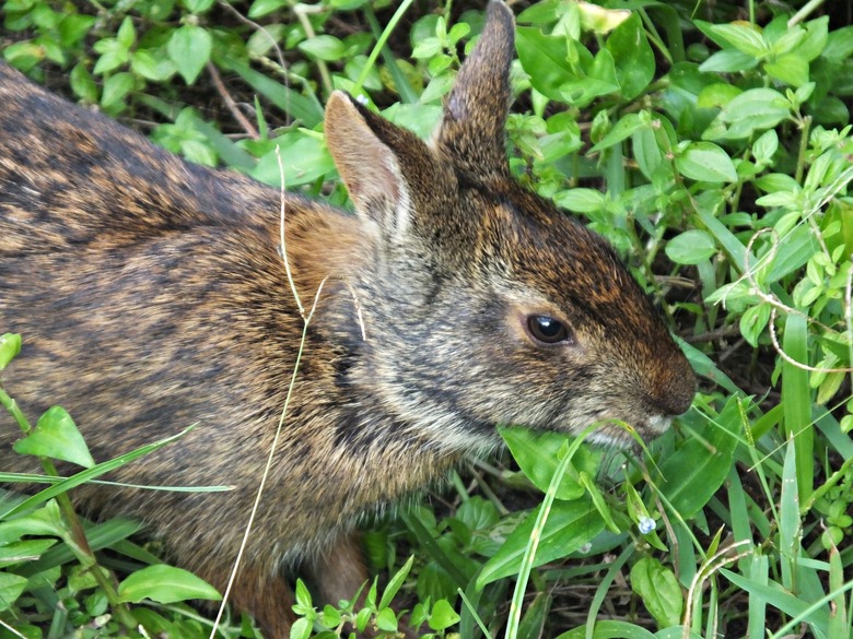 Marsh Rabbit (Sylvilagus palustris) eating a leaf in the Florida wetlands