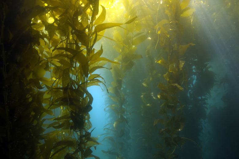 luscious green underwater kelp forest at catalina island, california