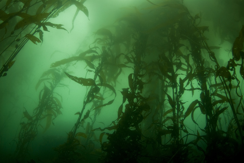 Kelp Forest Landscape