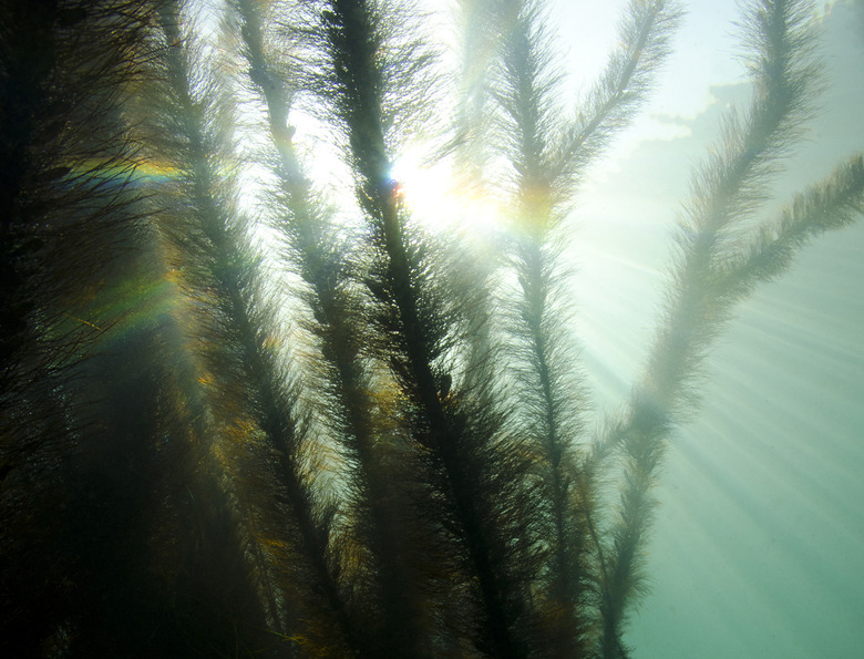 Kelp Forest