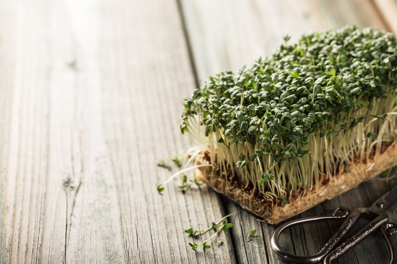 Garden cress, young plants.