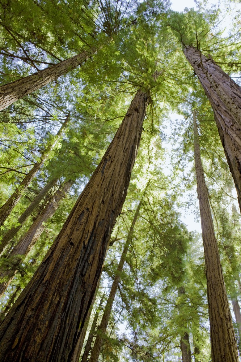 Giant redwood trees, Felton, California