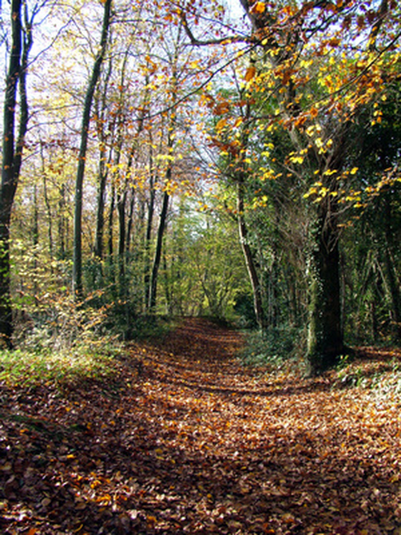 Features of a Forest Ecosystem