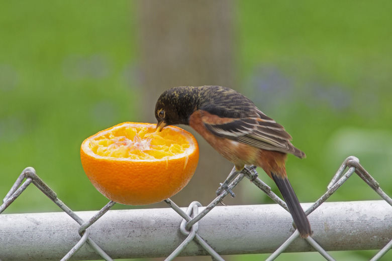 Orchard oriole eating an orange