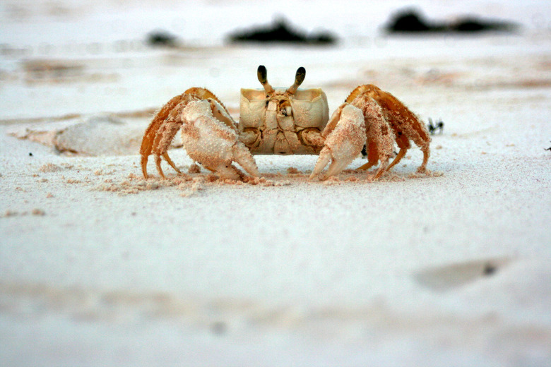 Crab at the beach