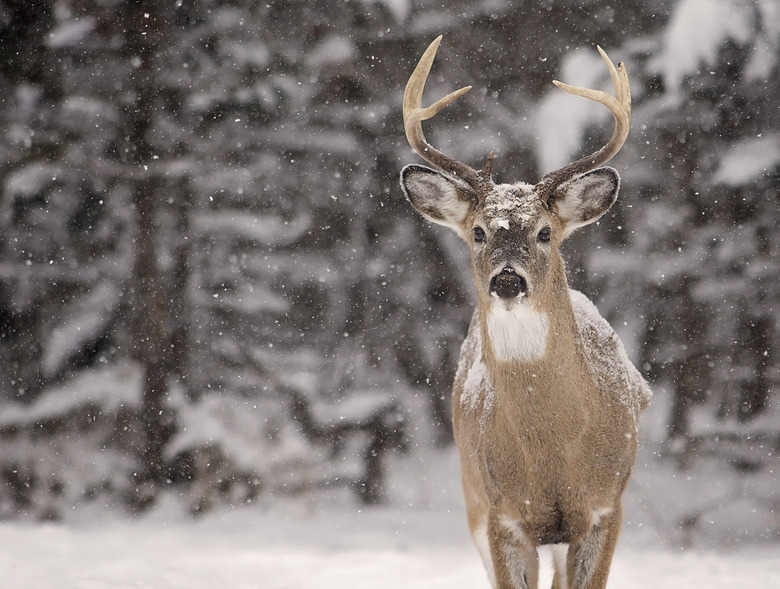 White-tailed deer buck