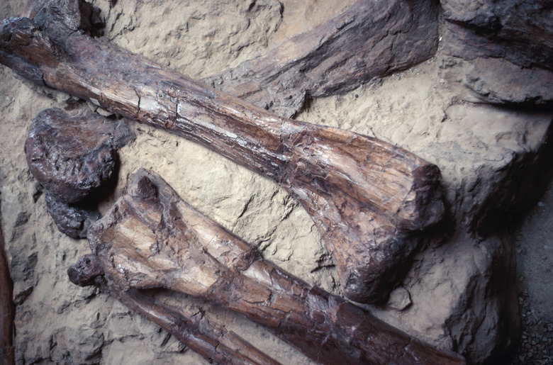 Fossilized bones