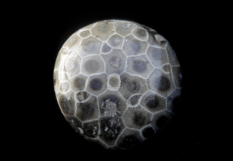 PETOSKEY STONE. FOSSIL COLONY CORAL. PRISMATOPHYLLUM. ALSO CALLED HEXAGONARIA. DEVONIAN PERIOD, 350 MILLION YEARS AGO. NORTHERN & LOWER PENINSULA OF MICHIGAN.