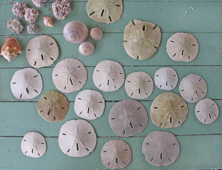 Collection of sand dollars