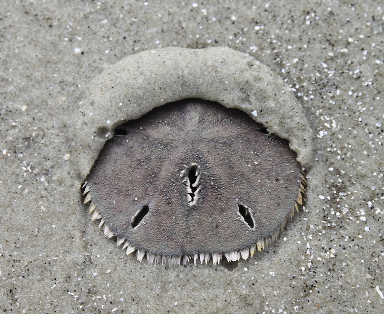 Sanddollar Sliding into Sand