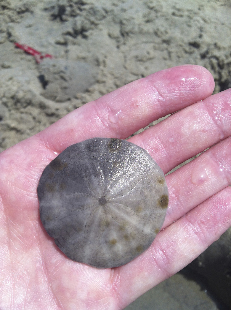 Sand dollar in hand close-up