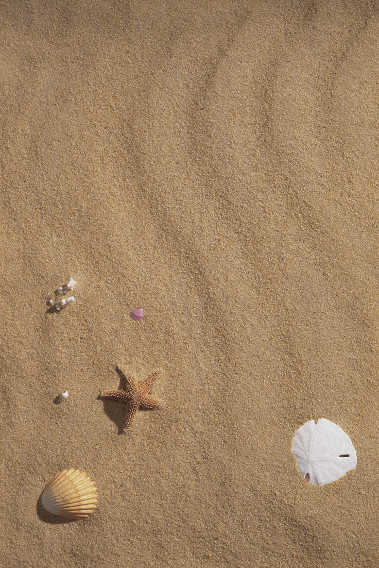 Sand with seashells