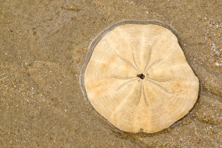 Sand dollar on wet sand