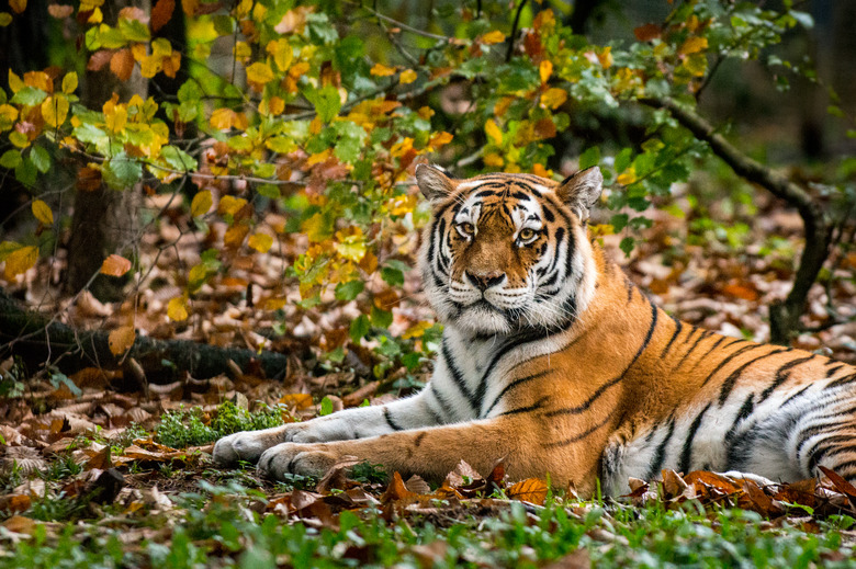 Autumn tiger portrait