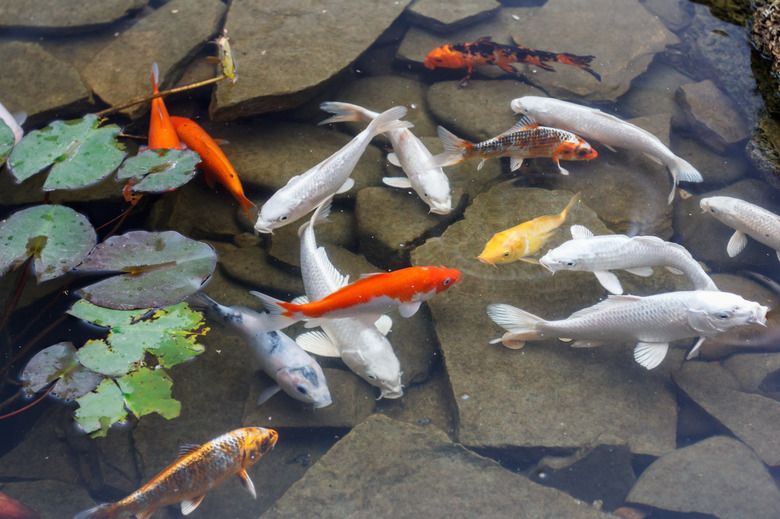 Lily, gold fish in a man made pond.