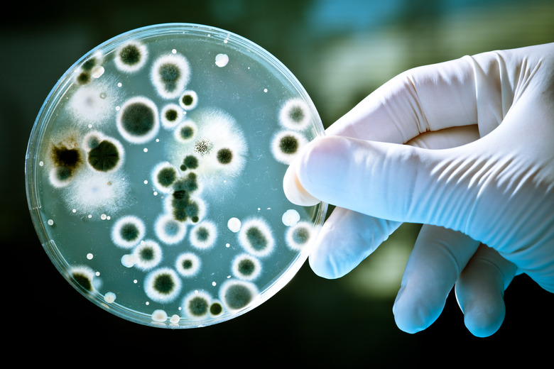 Petri dish and microorganisms