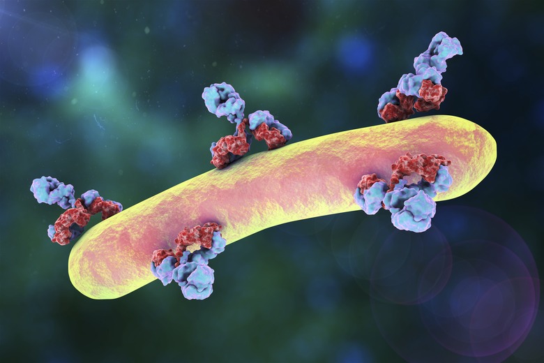 Antibodies attacking, illustration