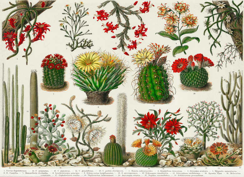 Old engraved illustration of cactus plants