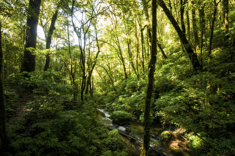 Hill Evergreen Forest