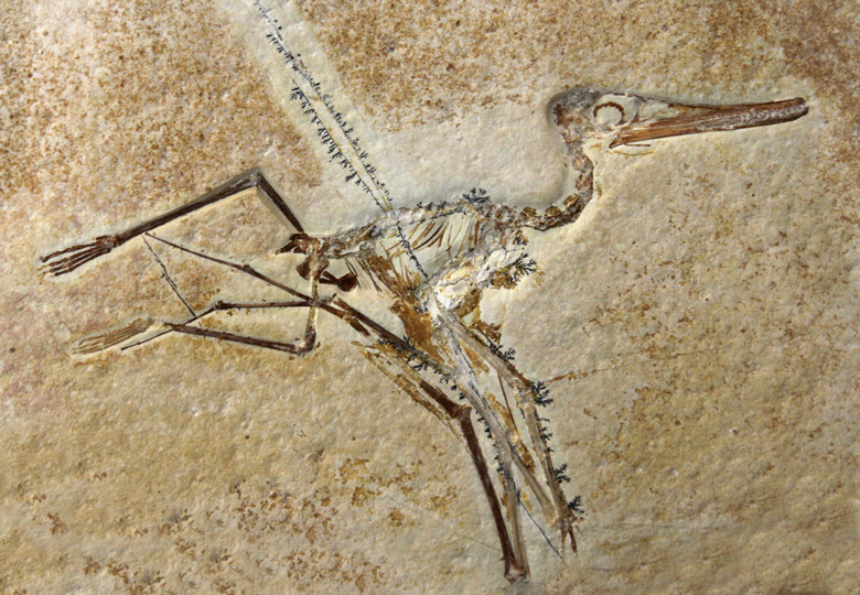 Pterodactylus Elegans Fossil