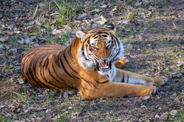 Malayan Tiger roaring