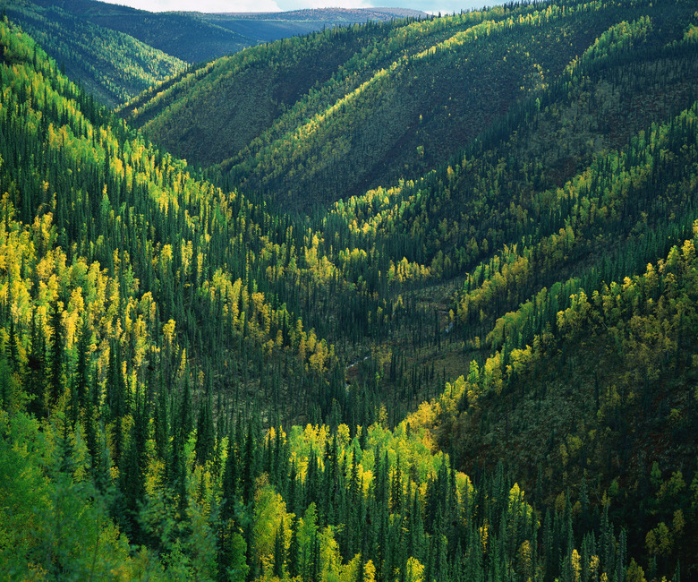 Valley covered with forest