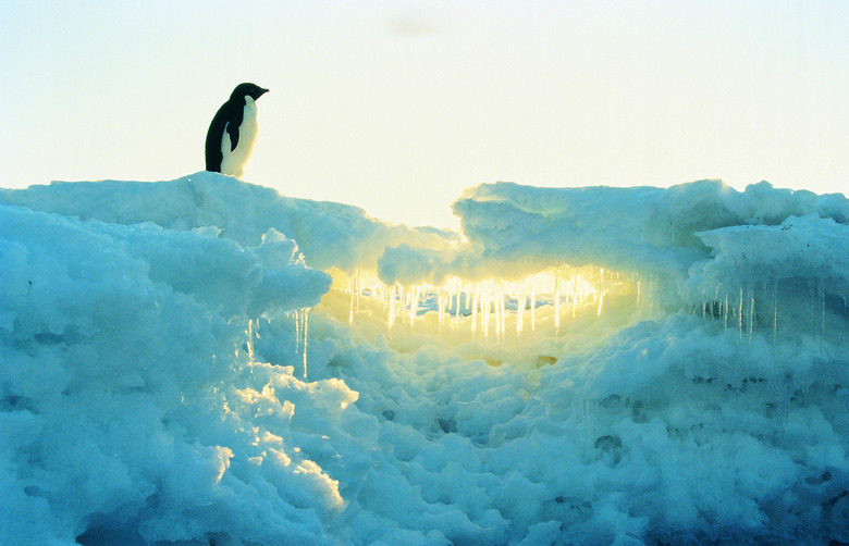 Adelie Penguin on ice - Magnetic Island,East Antarctica