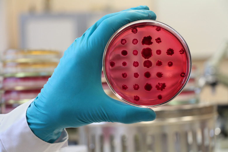 Bacteriologist  holding a red Petri dish on the laboratory background