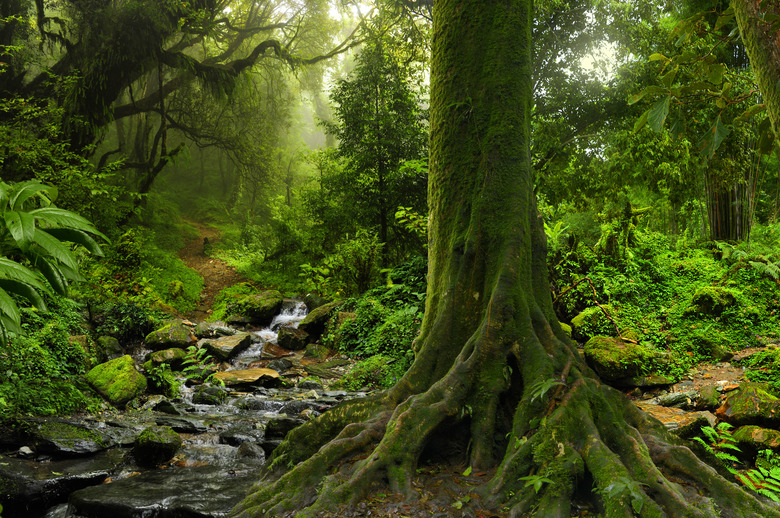 Rain forest in northern Thailand