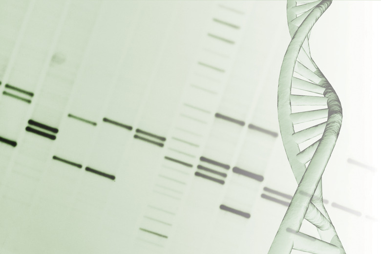 DNA helix and genetic mapping