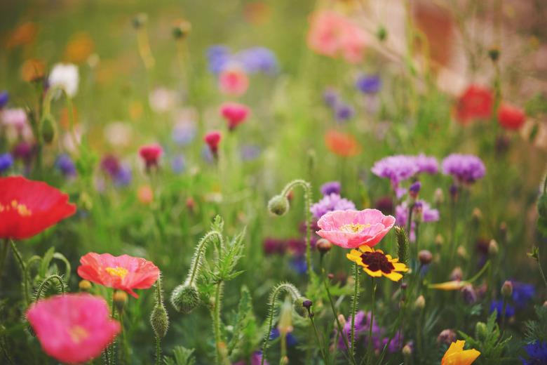 Vibrant wildflowers background