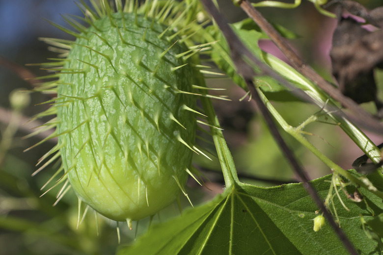 Wild Cucumber Fruit