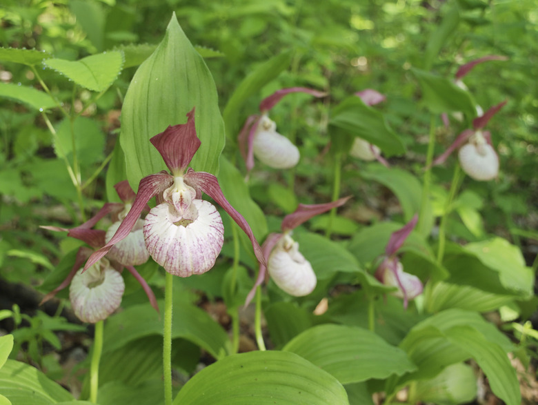 Lady's Slippers