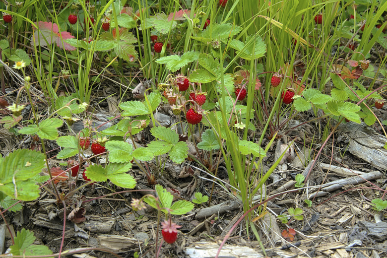 Wild strawberry in a summer forest